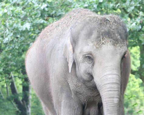 Exploring the Symbolism Behind Dreams of Slaying a Young Pachyderm