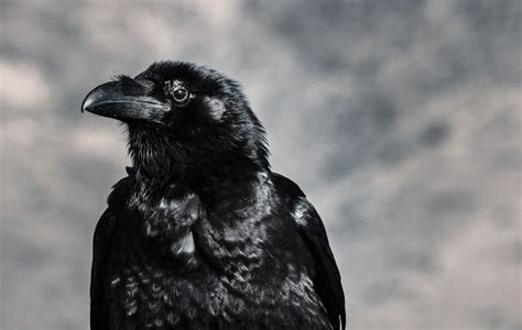 Exploring the Symbolism of Crows in Various Cultures