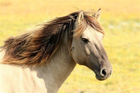 Exploring the Symbolism of Equines in Dreams