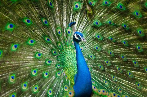 Exploring the Symbolism of Giving Birth to an Exquisite Peacock in Dreams