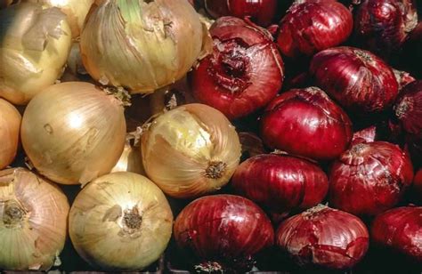 Exploring the Symbolism of Onions in Dreams