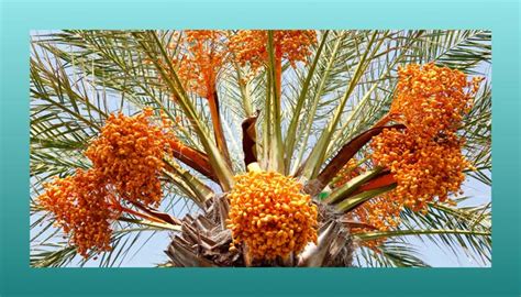 Exploring the Symbolism of Shattering Palm Fruit at the Sacred Shrine