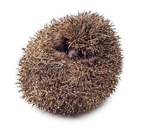 Exploring the Symbolism of a Hedgehog: Protection, Defense, and Vulnerability