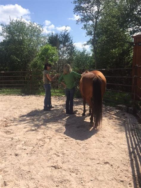 Exploring the Therapeutic Benefits of Grooming: A Harmonious Connection between Equines and Humans