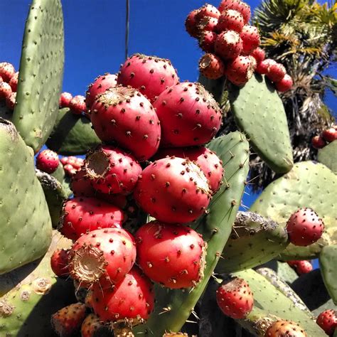 Exploring the Various Types of Cactus Fruit