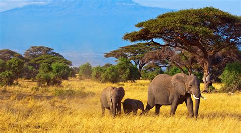 Exploring the Vast and Untamed African Wilderness