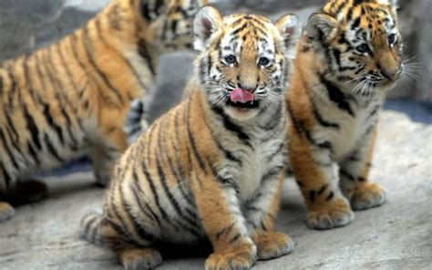 Exploring the Veiled Secrets of Young Tiger Offspring