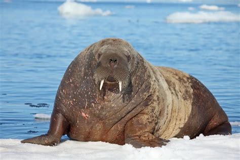 Exploring the Walrus as a Mighty Symbol in Dreams