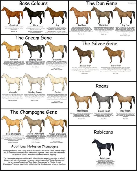 Exploring the World of Color Genetics and Breeding in Equines