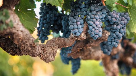 Exploring the World of Grape Varieties: From Cabernet Sauvignon to Riesling