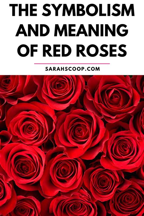 Exposing the Refinement and Symbolism of Crimson Roses