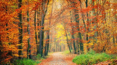 Fall Foliage: Nature's Colorful Carpet