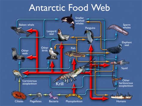 Fear and vulnerability in interpretations of being consumed by an arctic predator