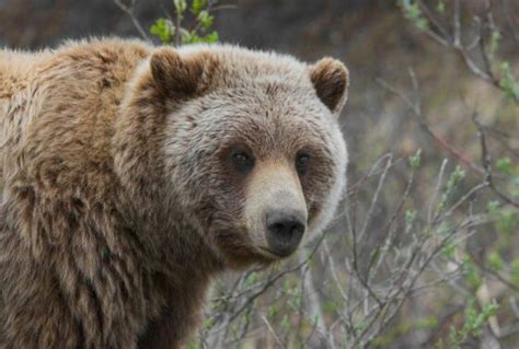 Fear or Fascination? Debunking Common Misconceptions about Dreaming of Grizzly Bears