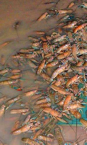 Feeding Your Crayfish: Optimal Approaches and Nutritional Needs