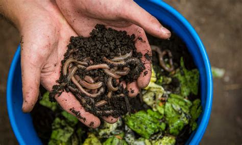 Feeding and Caring for Your Vermiculture Buddies