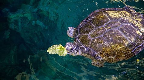 Feeding and Nutrition: A Vital Aspect of Caring for Your Turtle