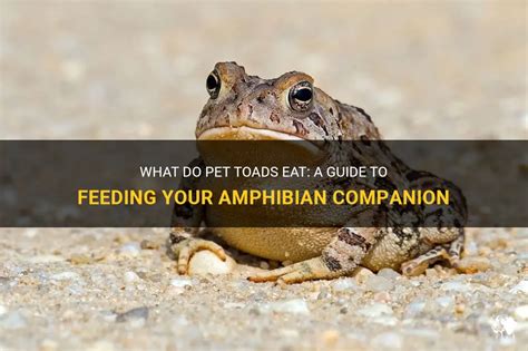 Feeding and Nutrition: Essential for the Well-being of Your Amphibian Companion