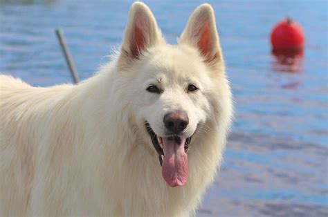 Finding Trustworthy Breeders of Majestic White German Shepherds