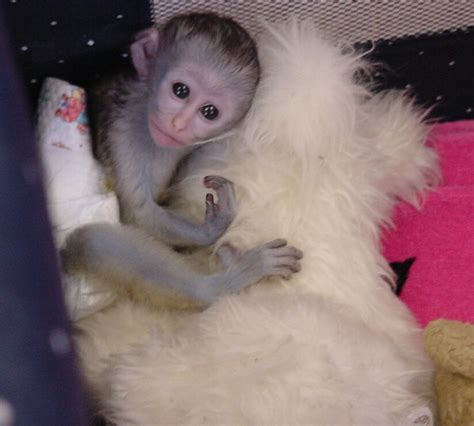 Finding a Reliable Monkey Breeder or Rescue Center