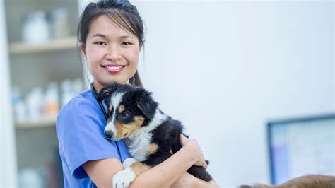 Finding a Reliable Veterinarian: Ensuring Optimal Health for Your New Companion