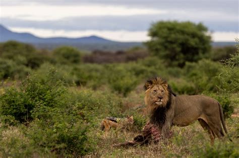 Finding personal insights into visions of a lion devouring its prey