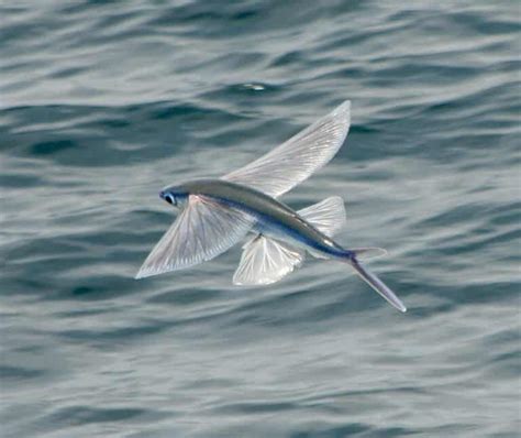 Flying Fish: The Aerial Swimmers