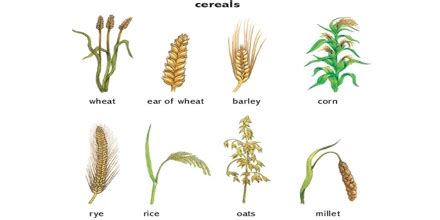 From Ancient Beliefs to Modern Research: The Influence of Cereal Crops on Dreams