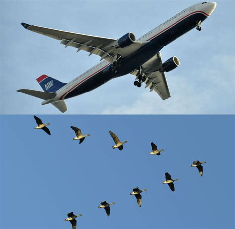 From Birds to Planes: How Nature Inspires Human Flight