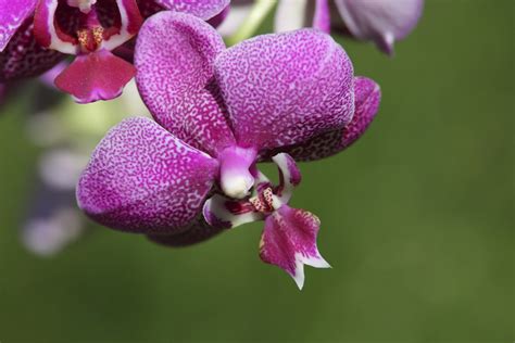 From Bud to Bloom: Unveiling the Fascinating Journey of a Flower's Transformation