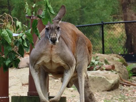 From Dreaming to Reality: Incredible Kangaroo Capture Accomplishments