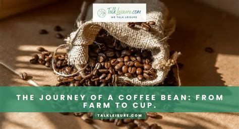 From Farm to Cup: Exploring the Journey of Coffee Beans