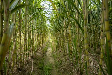 From Farm to Glass: The Process of Creating Sugarcane Juice