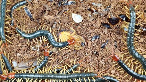 From Farm to Plate: The Process of Raising and Harvesting Centipedes