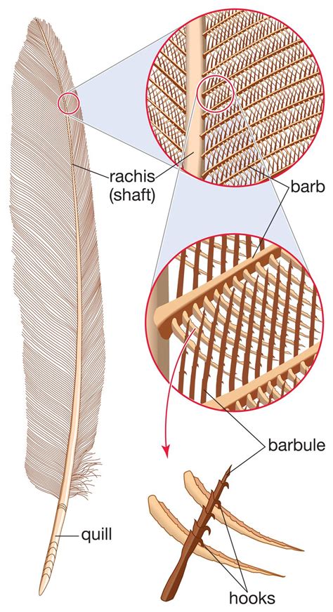 From Feather Structure to Wing Shape: Unraveling the Role of Anatomy in Avian Flight