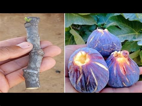 From Field to Table: The Art of Cultivating and Harvesting Succulent Figs