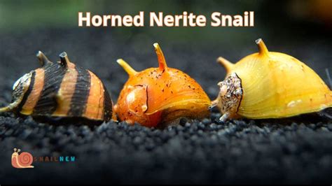 From Forests to Caves: Exploring the Diverse Realms of Snail Adventures