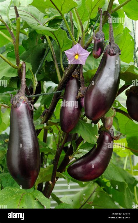 From Garden to Plate: Cultivating and Preparing Your Home-Grown Aubergines