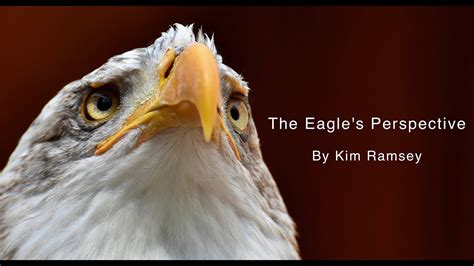 From Ground to Sky: The Desire to Experience Life from an Eagle's Perspective