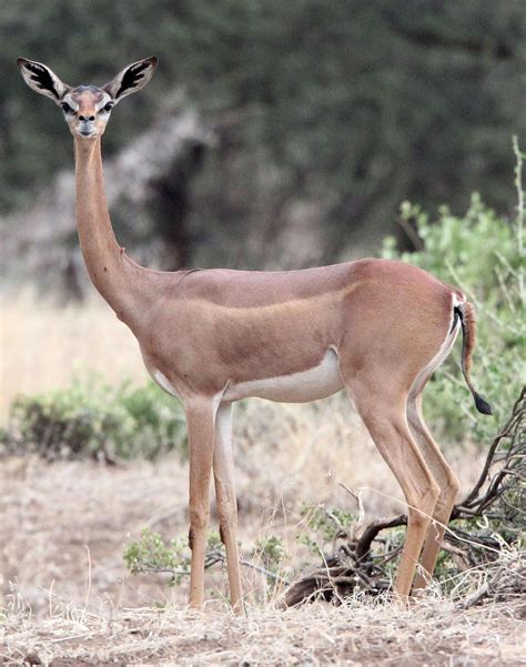 From Instincts to Anxieties: The Science behind Being Pursued by a Long-Necked African Mammal in One's Dreams