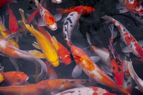 From Modest Origins: The Origins of Majestic Koi