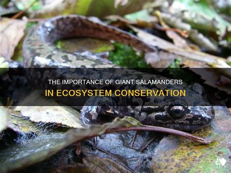 From Myth to Reality: Cultural Significance and Conservation of Giant Salamanders