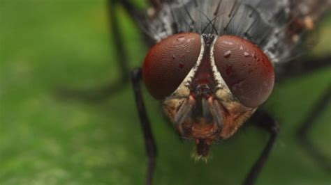 From Myth to Reality: Debunking Common Misconceptions about Nasal Flies