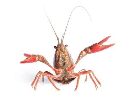 From Myth to Reality: The Intriguing History of Crayfish Gastronomy