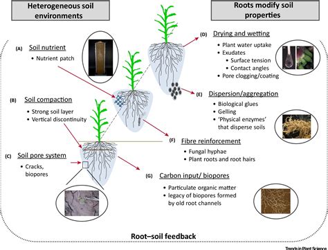 From Obscurity to Lush Growth: The Influence of Deep-hued Soil on Plant Development