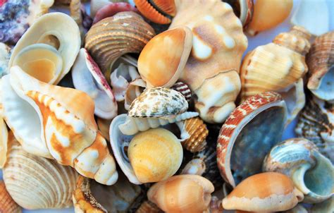 From Ocean to Plate: Harvesting Sea Shells for Consumption