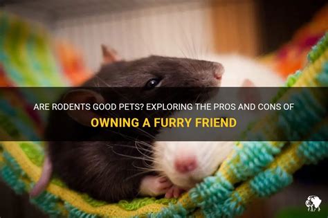 From Pests to Pets: Exploring the Fascination with Keeping Rodents as Companions