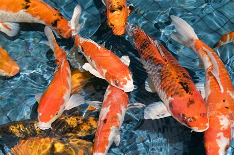 From Pet to Collectible: The Soaring Demand for Majestic Koi Fish