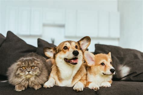 From Pets to Partners: The History of Cats and Dogs Living Together