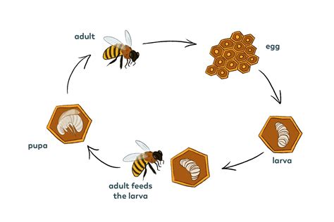 From Pollination to Honey Production: A Bee's Life